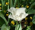 Tulip fringed white